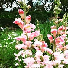Check spelling or type a new query. Antirrhinumappleblossom Instagram Posts Gramho Com