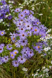 Image result for Aster