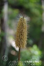 Image result for Lipocarpha nana