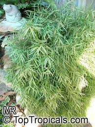 Image result for Pogonatherum paniceum