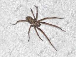 la tegenaire araignee astuce pour dormir moustique