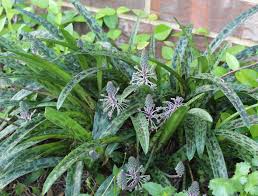 Image result for Ledebouria