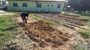 Sawi adalah antara tanaman yang mudah di tanam sama ada di atas batas atau pun di dalam pasu. Memulakan Projek Membuat Kebun Komuniti Cinta Lestari