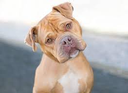 Healthy puppies are sociable, responsive to interaction, and have no noticeable breathing or mobility problems. Pitbull Mastiff Mix Breed Information Temperament Pictures Size All Things Dogs All Things Dogs