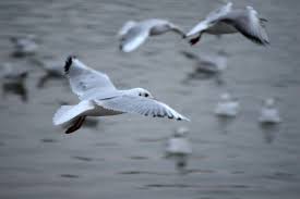 Make sure you talk to your kids about how to fly a kite safely before launch. Relaxation Activity Fly Like A Bird