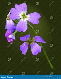 Image result for Malcolmia maritima
