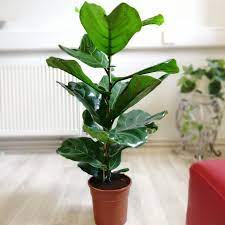 Dried, silk, foam or plastic flowers all offer a reliable alternative to fresh flowers. Large Fiddle Leaf Fig Indoor Tree House Plant In Pot Rare Evergreen Ficus Lyrata Ebay