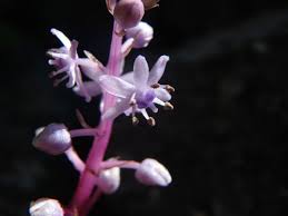 Image result for Scilla benguellensis