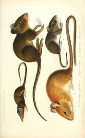 Uber Die Von Dem Verstorbenen Professor Dr Reinhold Buchbolz In Westafrika Gesammelten Saugethiere Animal Illustration Scientific Illustration Animal Drawings