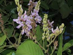 Image result for Lonchocarpus sericeus