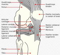 Can a meniscus tear heal without surgery. How To Evaluate The Damage Of A Dog S Meniscus Tear Pethelpful
