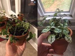 Another tip when it comes to caring for a healthy polka dot plant is to water according to the pot size. We Talk About Dramatic Fittonias A Lot But My Polka Dot Plant Horrified Me Last Night Houseplants