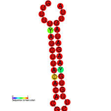 Image result for Alfalfa mosaic virus
