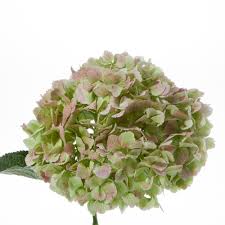 110 john st, salinas, ca 93901, usa. Antique Green Giant Hydrangea Green Hydrangea Hydrangea Types Of Hydrangeas