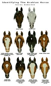 Horse Breed Descriptions