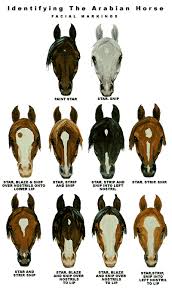 horse breed descriptions