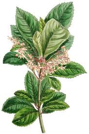 Image result for Myrsinaceae