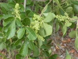 Image result for Searsia pentheri