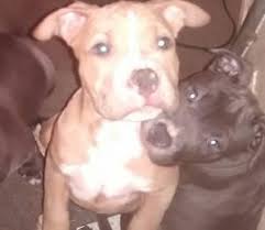 Teacup puppies for sale, teacup, tiny toy and miniature puppies for adoption and rescue from kansas, ks. Pocket Pitbull Puppies For Adoption 12 Weeks Old For Sale In Hanford California Classified Americanlisted Com