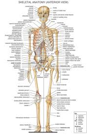 Bones Diagram Human Body Anatomy Human Body Skeleton Yoga Anatomy Amp Physiology Human Skeleton Anatomy Anatomy Bones Human Body Anatomy