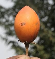 Image result for Mimusops elengi