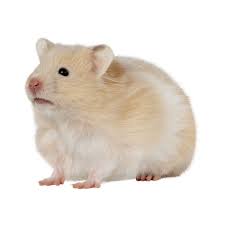 These cheeky babies are now ready for new homes, very cute and will get very fluffy. Long Haired Syrian Hamster For Sale Male Live Small Pets Petsmart