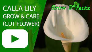 Use a sharp clean knife to cut the stem at a 45 degree angle. Calla Lily Flower Growing Care Cut Flower Youtube