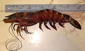 Peneus setiferus , an edible shrimp Giant Cannibal Shrimp That Can Grow Up To 13 Inches Long Invade Waters Off Of Gulf Coast Daily Mail Online