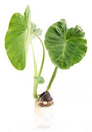 We did not find results for: Taro Nutrients And Health Benefits Taro Edible Gardens Health