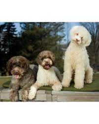 Dog Breeds Good With Children Unique Dog Breeds Lagotto Romagnolo Puppy Dog Breeds