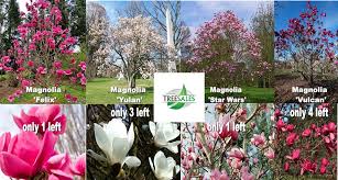 Magnolia 'star wars' has a vigorous upright habit reaching 4m high x 3.5m wide in ten years with 25cm bright pink blooms. Tree Sales Facebook