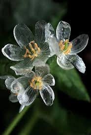 Bahcemdeki Sihir Iskelet Cicegi Diphylleia Grayi Cicek Bitki Egzotik Cicekler