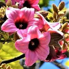 Image result for Brachychiton