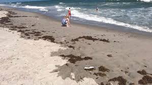 Red tide events have been noted in florida since the 1800s and most certainly occurred prior to european settlement. Beachgoers Businesses Worry As Red Tide Found Off Brevard