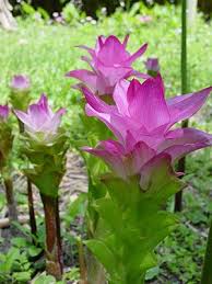 Free delivery and returns on ebay plus items for plus members. Pin On Gardening Likes