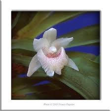 Image result for Microcharis