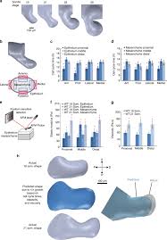 We're told earlier in the film that the doubles couldn't reasonably function as doubles because they lacked a soul, and that for all the. Oscillatory Cortical Forces Promote Three Dimensional Cell Intercalations That Shape The Murine Mandibular Arch Nature Communications