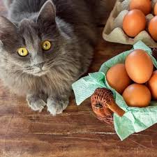 In addition, an enzyme in raw fish destroys thiamine, which is an what cats can eat. Can Cats Eat Raw Eggs Harmful Food For Cats