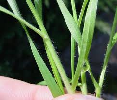 Image result for Bromus  tectorum