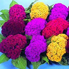 Cockscomb Flower Growing Herbaceous Of The Genus Celosia And Also Known As Celosia Cristata Cockscomb Flower Annual Celosia Plant Coxcomb Flowers Flower Care