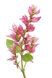 Image result for Justicia nyassana