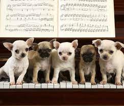 Hoy Toca Escuchar Musica Canina Chihuahua Puppies Cute Animals Cute Puppies