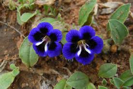 Image result for Aptosimum procumbens