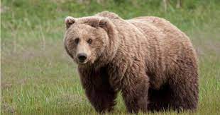 الدب الأسود الأمريكي bear pictures brown bear bear species