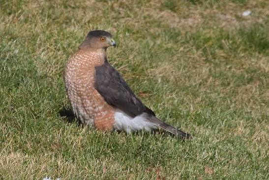 Bird of the Month: Cooper's Hawk — Champaign County Audubon Society