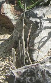 Image result for Ceropegia cimiciodora