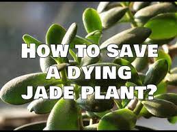 If your jade's main stem is starting to tilt or bend over, the trunk might be too weak to hold the. How To Save A Dying Jade Plant Saving Jade Plants Whimsy Crafter Youtube