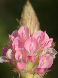 Image result for Uraria