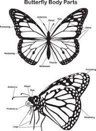 To print out your finished butterfly select print from the flash program below. Monarch Campaign Kids Corner Monarch Butterfly Butterfly Project Monarch