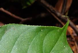 Image result for Rinorea elliptica